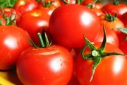 Оптовая продажа парниковых помидор из Турции