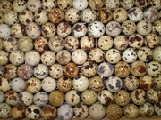 Инкубационные яйца японских перепелов