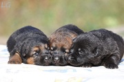 Черные, чепрачные, зонарные щенки немецкой овчарки