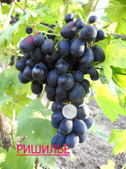 саженцы винограда от производителя