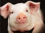 Продам домашнюю свиную тушку 32 грн/кг