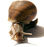 Snail-active купить опт и розница