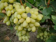 Саженцы винограда в контейнерах