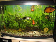 аквариум в комплекте с рыбками